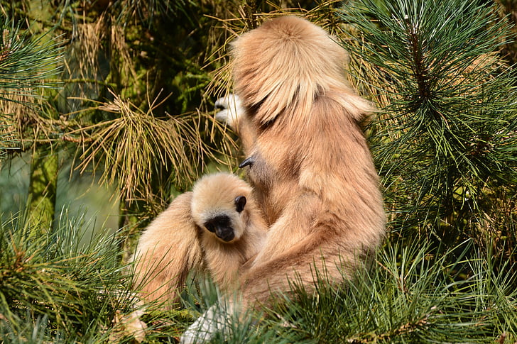 gibbons, monkey, brown, mother with child, mammal, zoo, animal world
