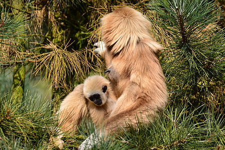 Gibbons, pērtiķis, brūns, māte ar bērnu, zīdītāju, zooloģiskais dārzs, dzīvnieku pasaule