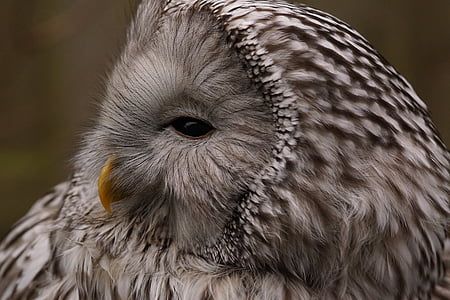 Owl, ăn đêm, Thiên nhiên, động vật, thế giới động vật, con chim, Đẹp