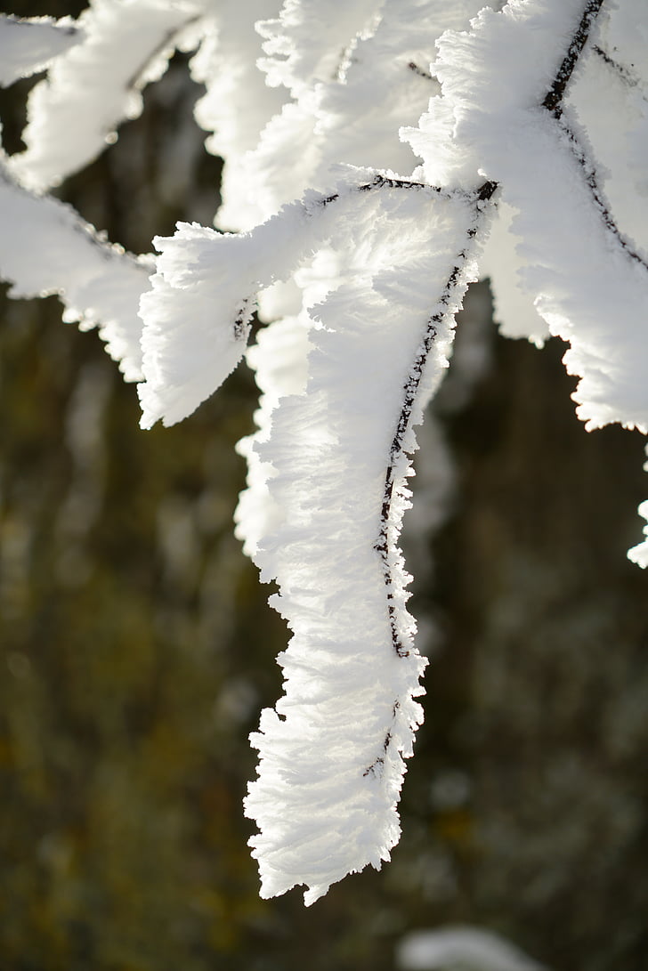 branches, hoarfrost, wintry, iced, crystal formation, snowy, eiskristalle