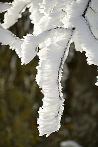 branches, hoarfrost, wintry, iced, crystal formation, snowy, eiskristalle