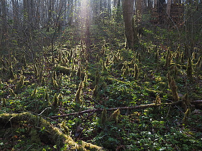floresta, luz de volta, musgo, bemoost, chão da floresta, crescimento de musgo, incrustação