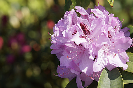 Rhododendron, Rosa, Frühling, Anlage, Garten, Natur, Blume