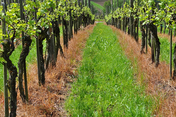 kebun anggur, tanaman merambat, winegrowing, anggur, hijau, anggur, alam