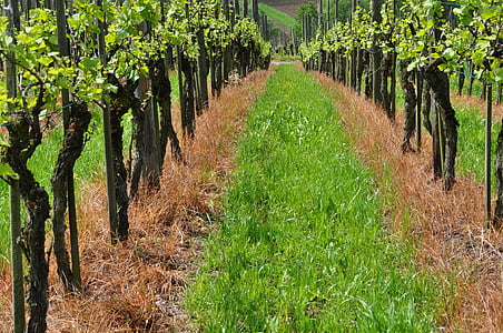 Vineyard, viinapuude, Geenitehnoloogia veini tootmises, viinapuu, roheline, viinamarjad, loodus