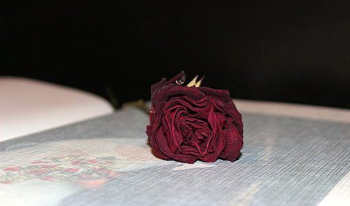 photo album, dried rose, wedding album, memories, love, romance, romantic
