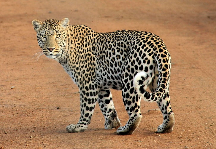 Chita, caminhando, terreno, Leopard, animal, Animais selvagens, Safari, manchado