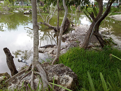 крокодил, Хищникът, животни, млад крокодил, Канкун, университет на Карибите