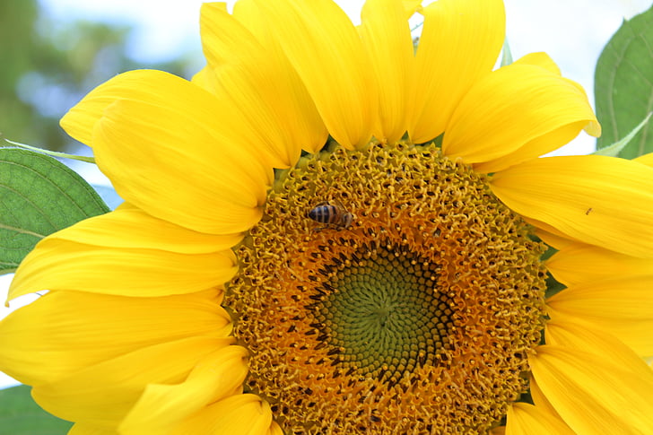 bunga matahari, lebah, Babu
