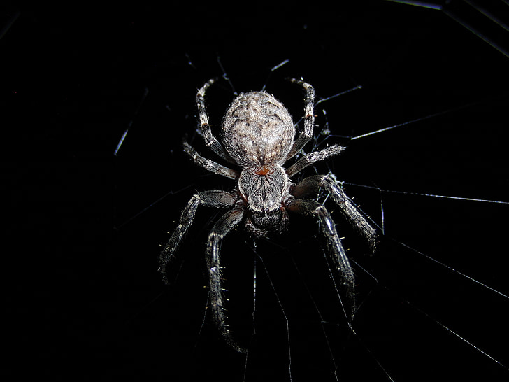 nature, spider, cobweb, network, insect, arachnid, spider Web