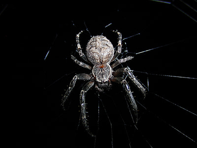 Природа, паук, паутина, сеть, насекомое, Животные, паутина