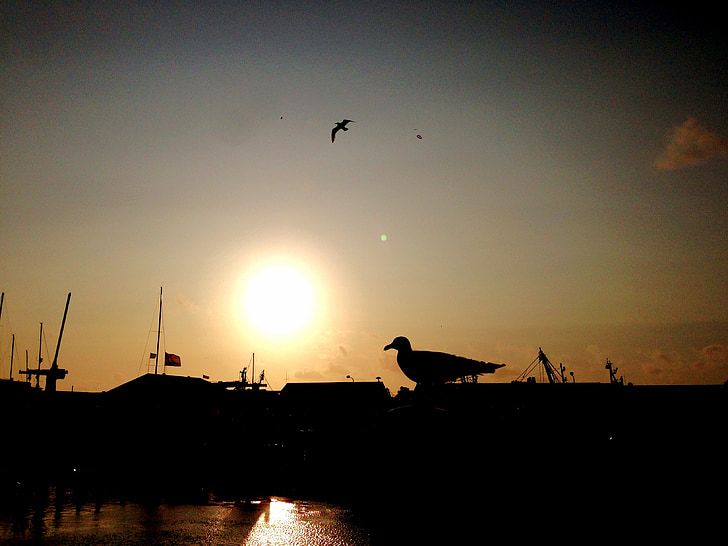 seagull, back light, shadow, sea, dramatic sky, evening sky, sunlight