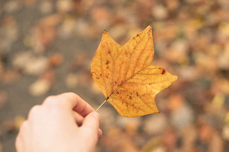person, holding, brown, maple, leaf, daytime, autumn