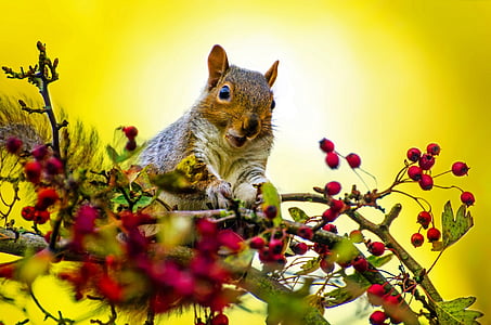 squirrel, outdoor, wallpaper, tree, natural, park, mammal