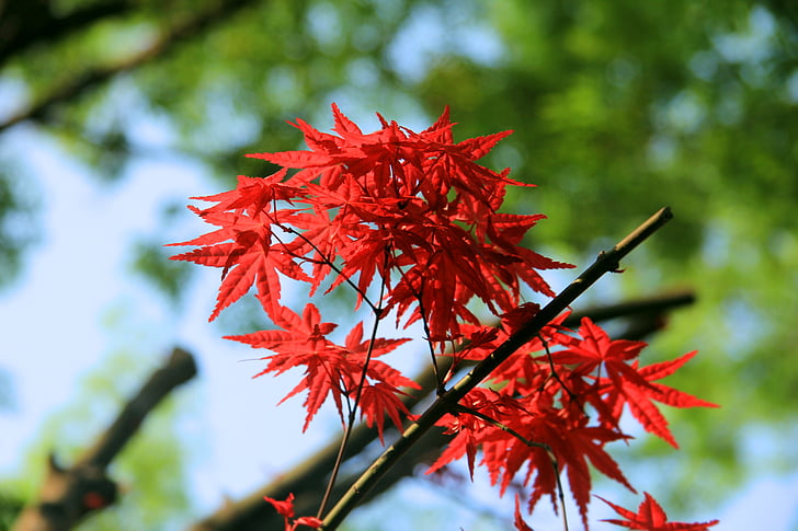 Maple, as folhas, vermelho, folha, natureza, Outono, árvore