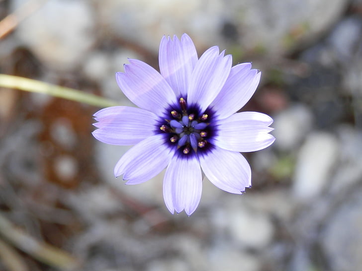 flower, nature, spring, plant, petal, close-up, summer