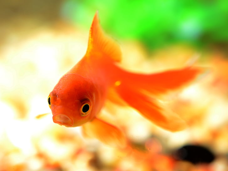 poisson, poisson rouge, sous l’eau, eau, mer, orange, jaune