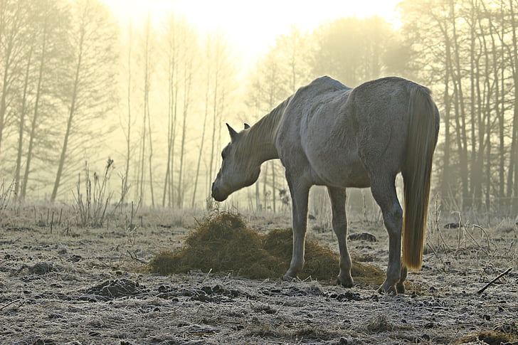 mist, paard, schimmel, grasland, ochtend mist, stemming, volbloed Arabische