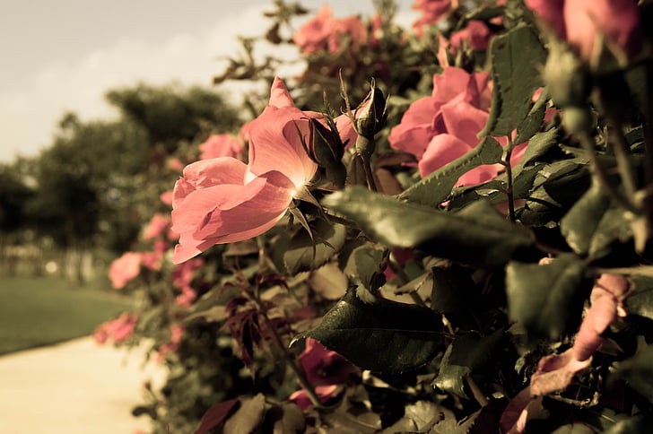 color de rosa, flor, jardín, floración, al aire libre, Pétalo, planta