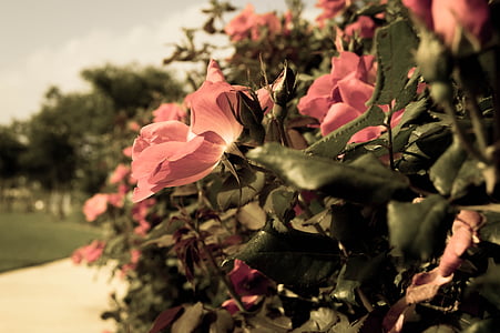 Rosa, flor, jardí, flor, a l'exterior, pètal, planta