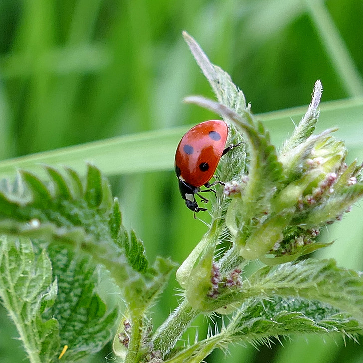 beetle, ladybug, stinging nettle, nature, meadow