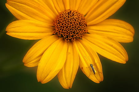 nature, fleur, insecte, jardin, fleurs, jaune, abeille