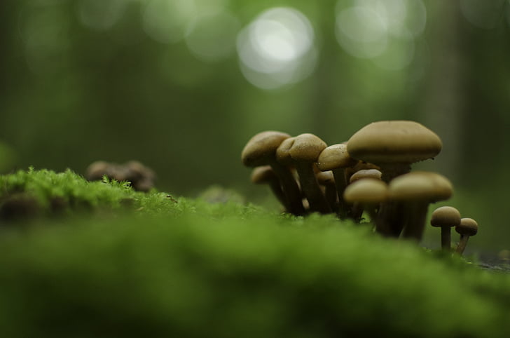 mushrooms, forest, autumn, litter, trunk, nature, plant