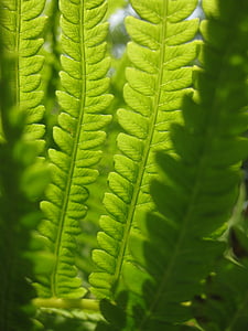 fern, green, leaves, leaf, summer, sun, bright