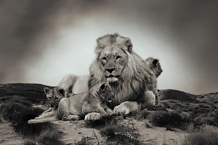 λιοντάρι, λιονταράκι, ζώο, ζώο μωρό, νεαρό λιοντάρι, λιοντάρι μωρά, αγριόγατα