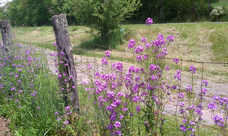 fence, flowers, country road, rural road, rail fence, nature, country