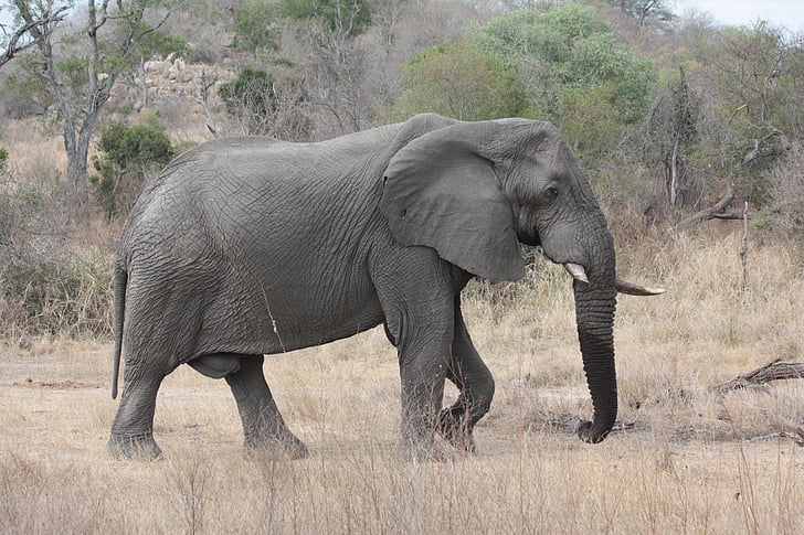 south africa, kruger park, elephant, savannah, animal, wildlife, africa