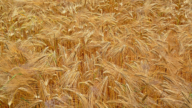cereals, grain, field, golden yellow, plant, nature, field crops