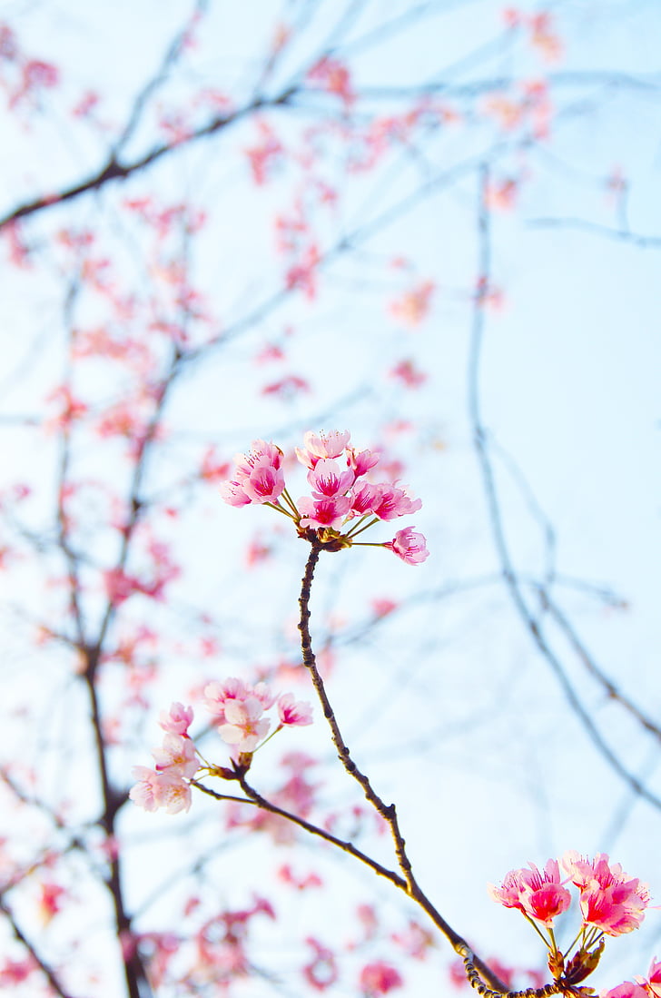 plum, spring, white plum blossoms, plum blossoms, white flowers, flowers, red plum