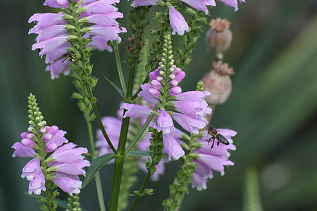 μέλισσα, άνθος, άνθιση, λουλούδι, Βιολέτα, ροζ, farbenpracht