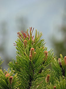 Pine, puu, käpyjä, iloa