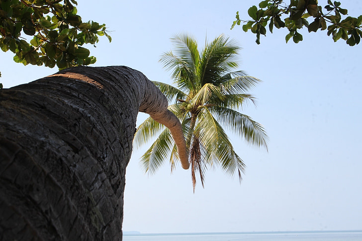 palmy kokosowe, drzewo, kokosowy