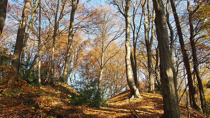 skogen, hösten, skugga, träd, falla lövverk, hösten skogen, motljus