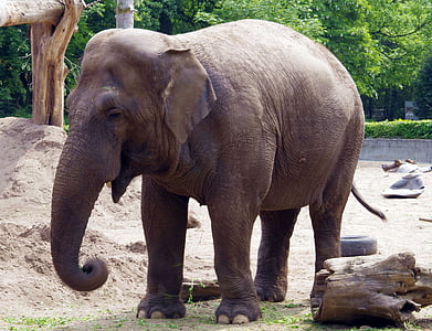 dramblys, didelių žinduolių, Indoneziečių, Didnosė, didelis, gigantas, didžiulis