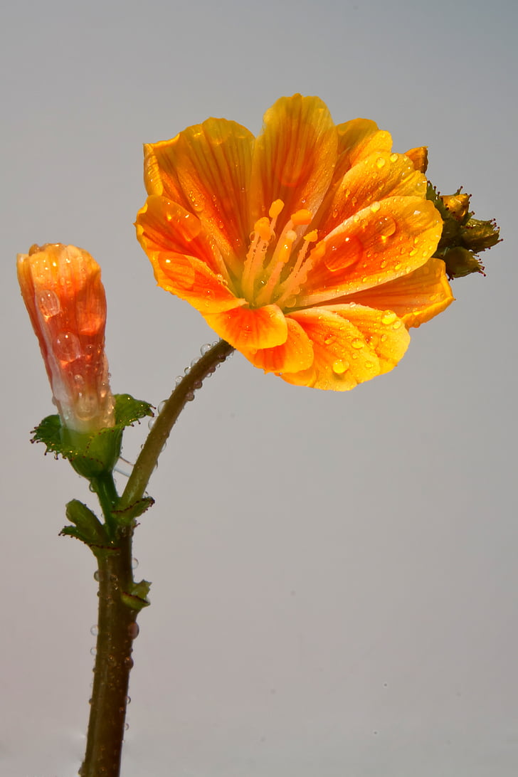 Filip-valentin, floare, floare, picătură de apă, Orange, macro, floare