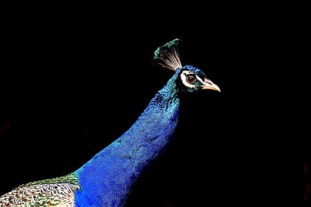 peacock, pride, bird, animal, feather, nature, plumage