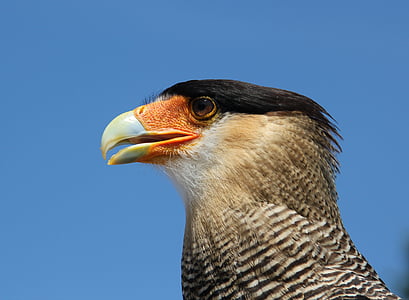 Caracara, Observatorio de águila, Raptor, Estados Unidos, la Florida, América Central, América del sur