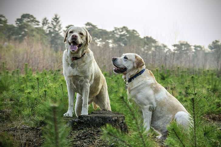 Labrador, berkembang biak, anjing, hewan, hewan, anjing, hewan peliharaan