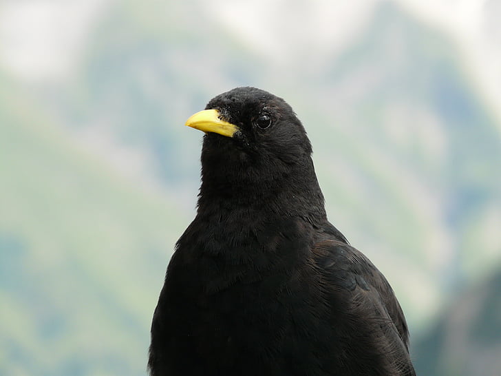 vărgat, pyrrhocorax graculus, bergdohle, jochdohle bird, Raven pasăre, Corvidae, negru