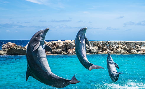 dolphins, aquarium, jumping, fish, animal, ocean, water