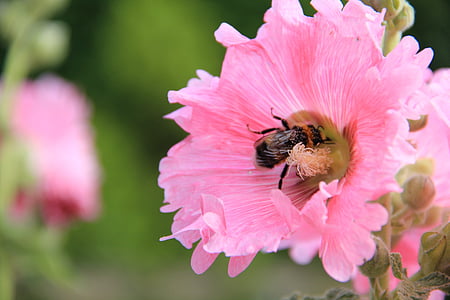bolsa rosa, Hummel, flor, polen, insectos, planta, jardín