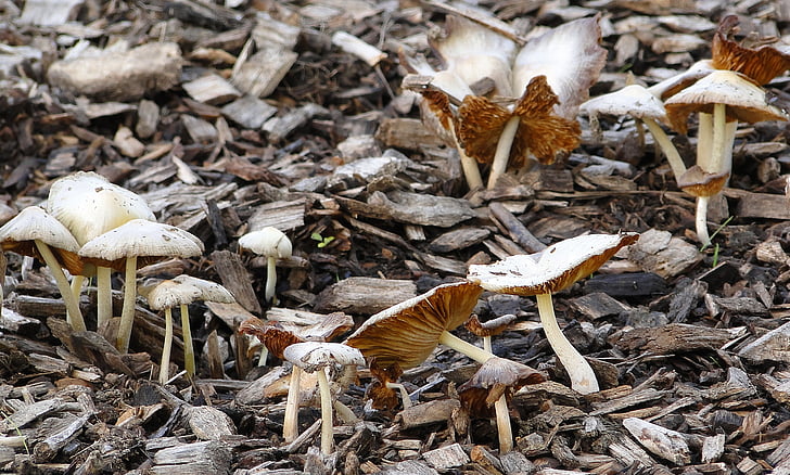 mushrooms, forest, natural