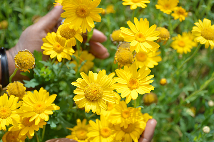 Manzanilla de los tintoreros, oro, amarillo, flores, planta, naturaleza, verano