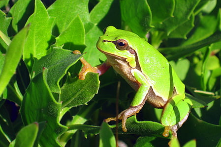 żabka, the frog, animals, green, frog, nature, amphibian