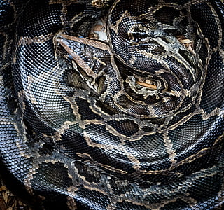 Python, serpiente, flora y fauna, animal, naturaleza, serpiente, depredador