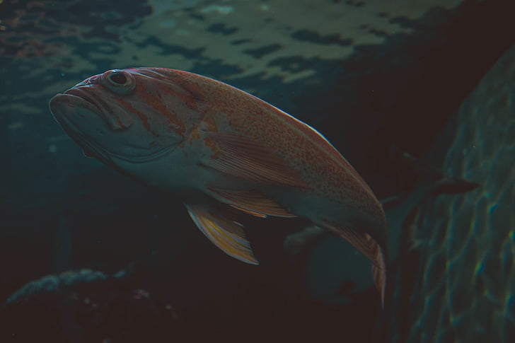 animal, fish, swimming, underwater, water